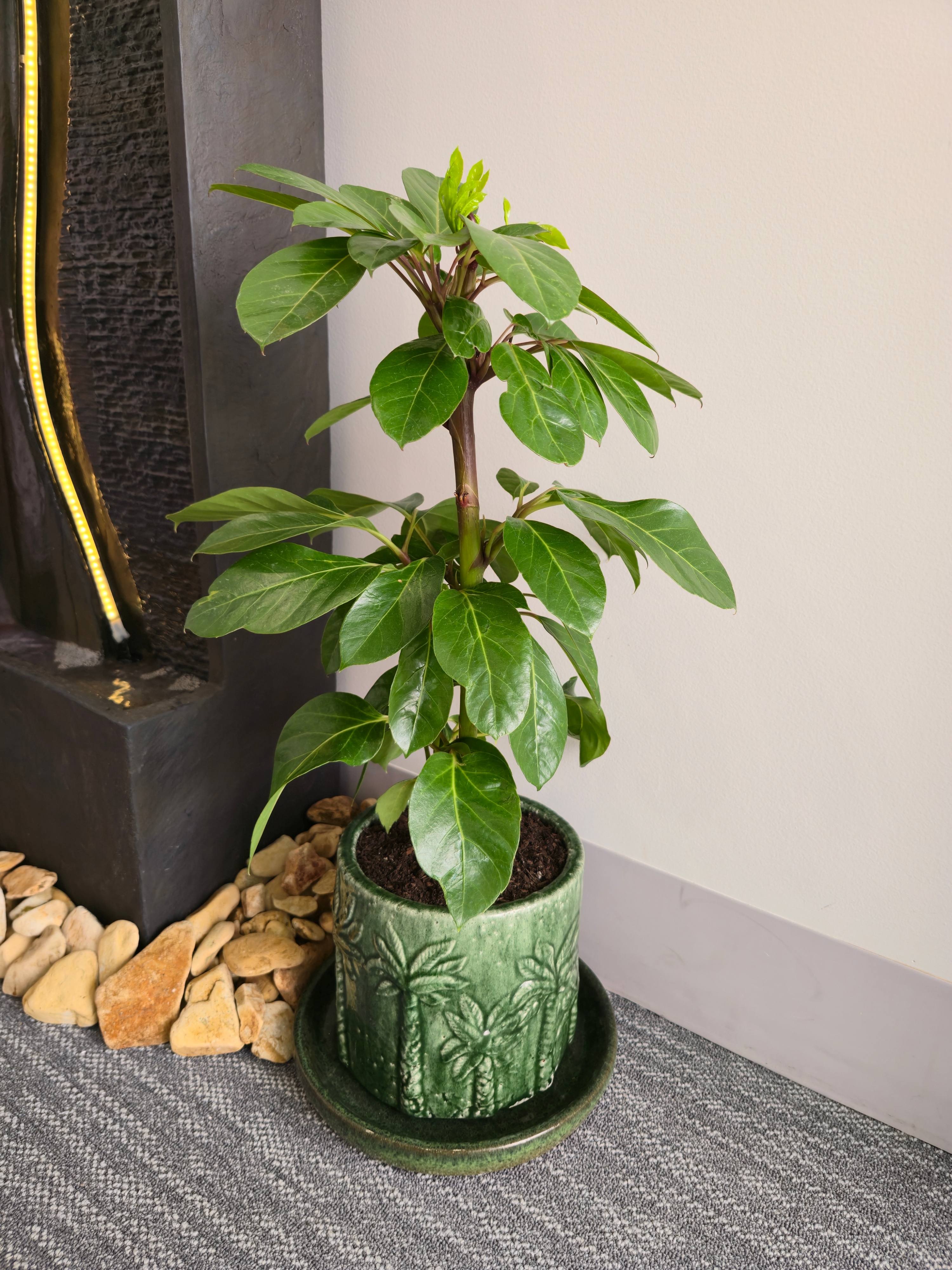 Decorative plant at Untherapy Room Hobart
